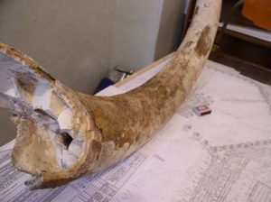 Энергетики Южно-Кузбасской ГРЭС передали в дар городскому музею Калтана 10-килограммовый бивень мамонта, найденный при проведении земляных работ