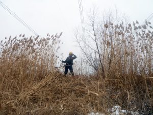ФСК ЕЭС расчистит от сухого камыша свыше 56 га трасс ЛЭП в Курской и Белгородской областях